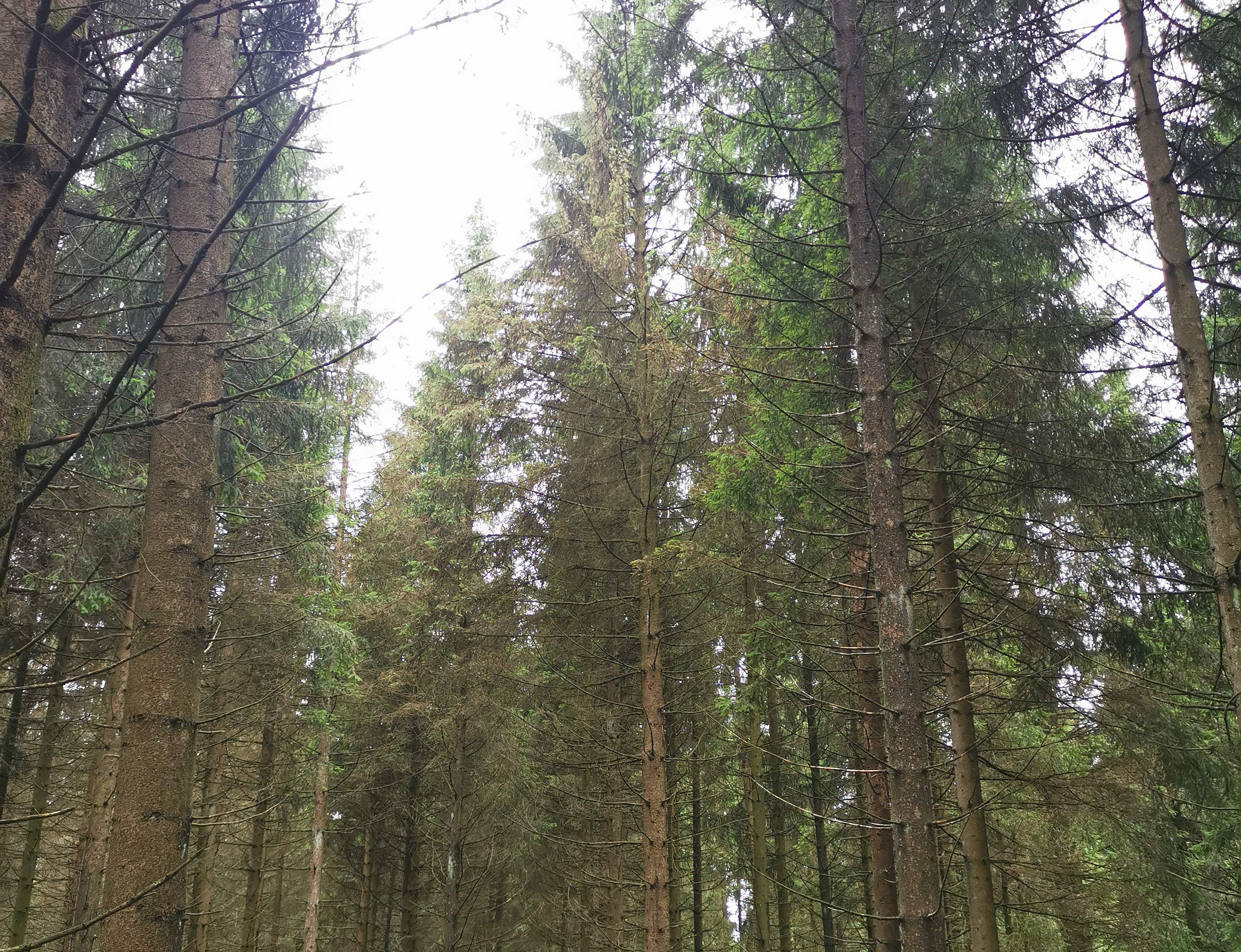 Waldzustand im Kreis Olpe, Marlon Ohms, Regionalforstamt Kurkölnisches Sauerland